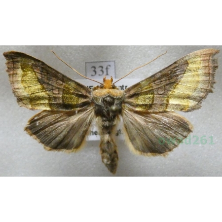 Diachrysia chrysitis (Linnaeus, 1758) Błyszczka spiżówka Czech33f